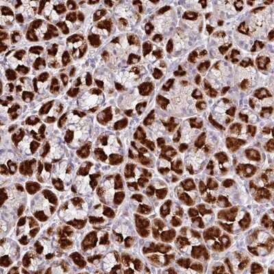 Immunohistochemistry-Paraffin ZFP106 Antibody - BSA Free