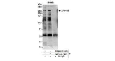Immunoprecipitation: ZFP106 Antibody [NB100-74654] - Nuclear Extract (0.5 or 1.0 mg per IP reaction; 20% of IP loaded) from HEK293T cells. Antibodies: Affinity purified rabbit anti-ZFP106 antibody NB100-74654 (lot 2)  used for IP at 6 ug per reaction. ZFP106 was also immunoprecipitated by rabbit anti-ZFP106 antibody NB100-74653. For blotting immunoprecipitated ZFP106, NB100-74654 was used at 1 ug/ml. Detection: Chemiluminescence with an exposure time of 75 seconds.