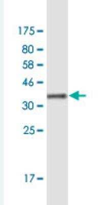Western Blot: ZFP161 Antibody (2F1) [H00007541-M01-100ug] - Detection against Immunogen (37.84 KDa)
