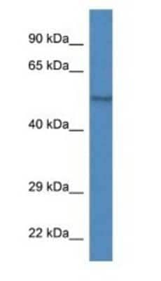 Western Blot: ZFP161 Antibody [NBP1-74134] - Mouse Heart lysate, concentration 1 ug/ml.