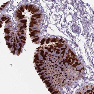 Immunohistochemistry ZFP2 Antibody - BSA Free