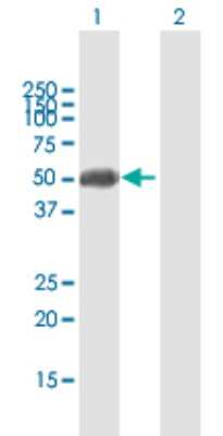 Western Blot: ZFP2 Antibody [H00080108-B01P] - Analysis of ZFP2 expression in transfected 293T cell line by ZFP2 polyclonal antibody.  Lane 1: ZFP2 transfected lysate(50.71 KDa). Lane 2: Non-transfected lysate.