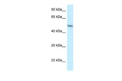 Western Blot ZFP2 Antibody - BSA Free