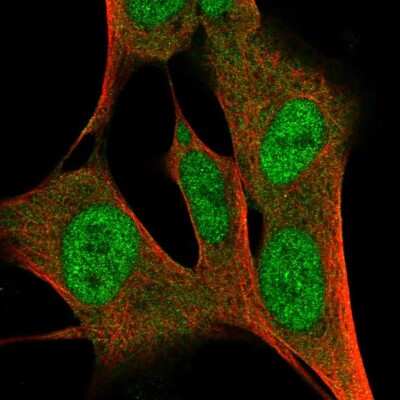 Immunocytochemistry/ Immunofluorescence ZFP3 Antibody - BSA Free