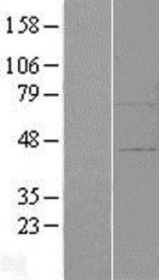 Western Blot ZFP30 Overexpression Lysate