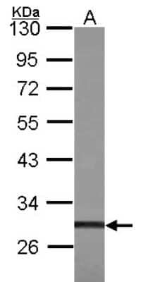 Western Blot: ZFP36L1 Antibody [NBP2-20943] - Sample (30 ug of whole cell lysate) A: 293T 10% SDS PAGE gel, diluted at 1:1000.