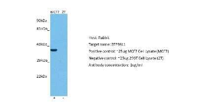 Western Blot: ZFP36L1 Antibody [NBP2-86903] - Host: Rabbit. Target: ZFP36L1. Positive control (+): MCF7 (N10). Negative control (-): 293T (2T). Antibody concentration: 1ug/ml