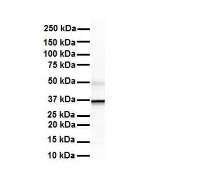 Western Blot: ZFP36L1 Antibody [NBP2-86906] - WB Suggested Anti-ZFP36L1 antibody Titration: 1 ug/mL. Sample Type: Human liver