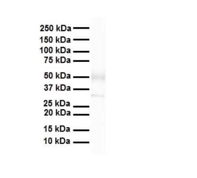 Western Blot: ZFP36L1 Antibody [NBP2-86907] - WB Suggested Anti-Zfp36l1 antibody Titration: 1 ug/mL. Sample Type: Human heart