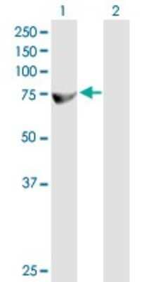 Western Blot: ZFP37 Antibody [H00007539-B01P] - Analysis of ZFP37 expression in transfected 293T cell line by ZFP37 polyclonal antibody.  Lane1:ZFP37 transfected lysate(69.3 KDa). Lane2:Non-transfected lysate.
