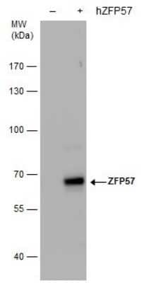 Western Blot: ZFP57 Antibody (1115) [NBP2-43814] - Analysis of Non-transfected (-) and ZFP57 -transfected (+, including 3xFlag-tag) 293T whole cell extracts (30 ug) were separated by 7.5% SDS-PAGE, and the membrane was blotted with ZFP57 antibody diluted by 1:5000.