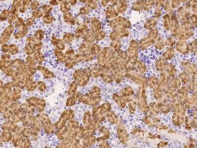 Immunohistochemistry-Paraffin: ZFP57 Antibody [NBP2-99543] - Immunochemical staining of mouse ZFP57 in mouse kidney with rabbit polyclonal antibody at 1:1000 dilution, formalin-fixed paraffin embedded sections.