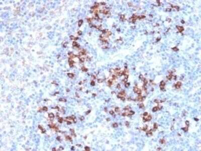 Immunohistochemistry-Paraffin: ZFP64 Antibody (PCRP-ZFP64-1H2) [NBP3-08648] - Formalin-fixed, paraffin-embedded human lymph node stained with ZFP64 Mouse Monoclonal Antibody (PCRP-ZFP64-1H2).