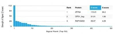 Protein Array: ZFP64 Antibody (PCRP-ZFP64-1H2) [NBP3-08648] - Analysis of Protein Array containing more than 19,000 full-length human proteins using ZFP64 Mouse Monoclonal Antibody (PCRP-ZFP64-1H2).