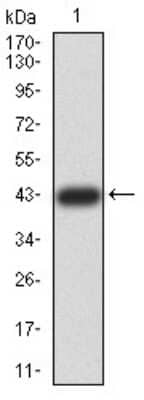 Western Blot: ZFP91 Antibody (8C3D5) [NBP2-61847] - Analysis using ZFP91 mAb against human ZFP91 (AA: 162-304) recombinant protein. (Expected MW is 43 kDa)