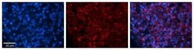 Immunohistochemistry-Paraffin ZFR Antibody - BSA Free