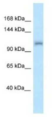 Western Blot ZFR Antibody - BSA Free