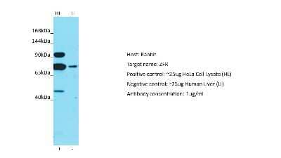 Western Blot ZFR Antibody - BSA Free
