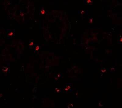 Immunocytochemistry/ Immunofluorescence ZFX Antibody - BSA Free