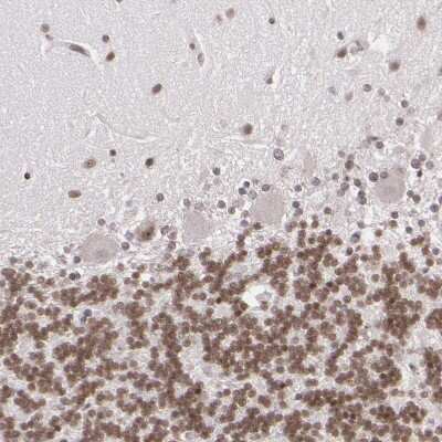 Immunohistochemistry-Paraffin: ZFX Antibody [NBP1-80583] - Staining of human cerebellum shows moderate nuclear positivity in cells in granular layer.