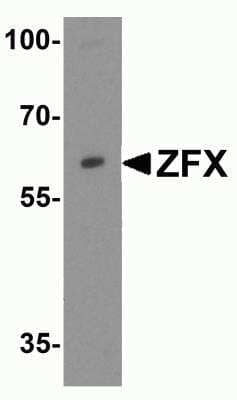 Western Blot ZFX Antibody - BSA Free