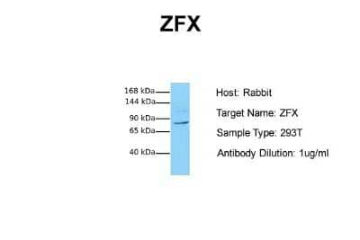 Western Blot: ZFX Antibody [NBP2-86421] - Host: Rabbit. Target Name: ZFX. Sample Tissue: Human 293T. Antibody Dilution: 1.0ug/ml