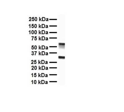 Western Blot: ZFX Antibody [NBP2-86423] - WB Suggested Anti-ZFX antibody Titration: 1 ug/mL. Sample Type: Human liver