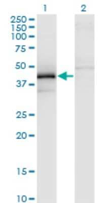 Western Blot ZFYVE19 Antibody (3G4-2B11) - Azide and BSA Free