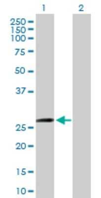 Western Blot: ZFYVE21 Antibody [H00079038-B01P] - Analysis of ZFYVE21 expression in transfected 293T cell line by ZFYVE21 polyclonal antibody.  Lane 1: ZFYVE21 transfected lysate(25.74 KDa). Lane 2: Non-transfected lysate.