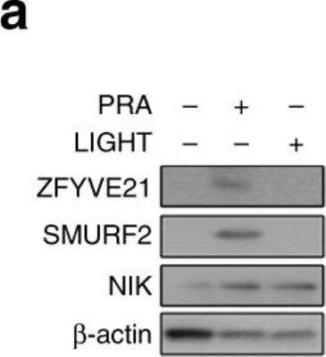 <b>Biological Strategies Validation. </b>Western Blot: ZFYVE21 Antibody [H00079038-B01P] - Correlations of ZFYVE21 and complement in patient tissues. Western blots of human umbilical vein endothelial cells treated with either panel reactive antibody (30min, 25% v/v in gelatin veronal buffer) or LIGHT (12h, 50ng/mL in EGM2 media, a). Kidney biopsies from renal transplant patients (n=12) were stained as indicated. Image collected and cropped by CiteAb from the following publication (nature.com/articles/s41467-019-10041-2), licensed under a CC-BY license.