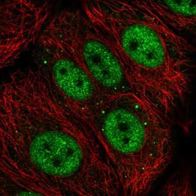 Immunocytochemistry/Immunofluorescence: ZGLP1 Antibody [NBP2-13548] - Staining of human cell line MCF7 shows localization to nucleoplasm & vesicles. Antibody staining is shown in green.