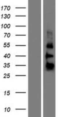Western Blot: ZGLP1 Overexpression Lysate (Adult Normal) [NBP2-09349] Left-Empty vector transfected control cell lysate (HEK293 cell lysate); Right -Over-expression Lysate for ZGLP1.