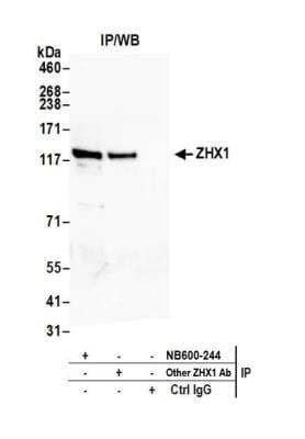 <b>Independent Antibodies Validation. </b>Immunoprecipitation: ZHX1 Antibody [NB600-244] - Detection of human ZHX1 by western blot of immunoprecipitates. Samples: Whole cell lysate (1.0 mg per IP reaction; 20% of IP loaded) from HeLa cells prepared using NETN lysis buffer. Antibodies: Affinity purified rabbit anti-ZHX1 antibody NB600-244 used for IP at 3 ug per reaction. ZHX1 was also immunoprecipitated by another rabbit anti-ZHX1 antibody. For blotting immunoprecipitated ZHX1, NB600-244 was used at 1 ug/ml. Detection: Chemiluminescence with an exposure time of 75 seconds.