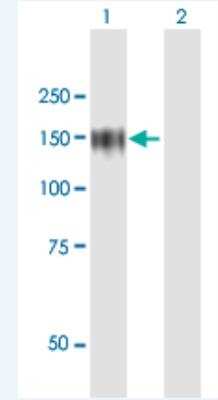 Western Blot: ZHX1 Antibody [H00011244-B01P-50ug] - Analysis of ZHX1 expression in transfected 293T cell line (H00011244-T01) by ZHX1 MaxPab polyclonal antibody.   Lane 1: ZHX1 transfected lysate(96.03 KDa). Lane 2: Non-transfected lysate.