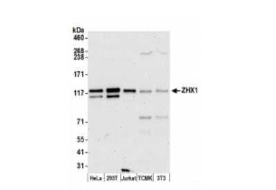 Western Blot: ZHX1 Antibody [NB600-244] - Whole cell lysate (15 ug) from HeLa, HEK293T, Jurkat, mouse TCMK-1, and mouse NIH 3T3 cells prepared using NETN lysis buffer. Antibody: Affinity purified rabbitanti-ZHX1 antibody used for WB at 0.1 ug/ml. Detection: Chemiluminescence with an exposure time of 30 seconds.