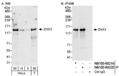 Western Blot ZHX3 Antibody
