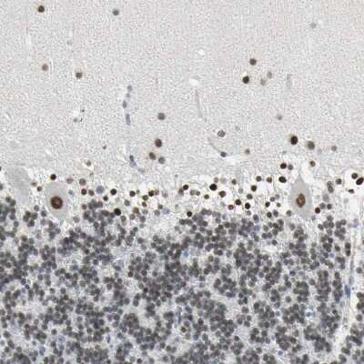 Immunohistochemistry-Paraffin: ZIC1 Antibody [NBP1-86833] - Staining of human cerebellum shows strong nuclear positivity in Purkinje cells and cells in molecular and granular layer.