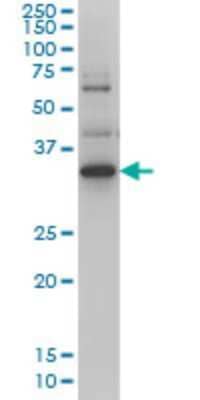 Western Blot: ZIC4 Antibody (4B1) [H00084107-M01] - ZIC4 monoclonal antibody (M01), clone 4B1 Analysis of ZIC4 expression in Hela S3 NE.