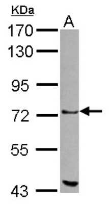 Western Blot: ZKSCAN1 Antibody [NBP2-20958] - Sample (30 ug of whole cell lysate) A: 293T 7. 5% SDS PAGE gel, diluted at 1:1000.