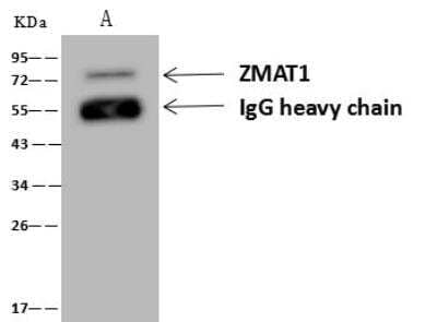 Immunoprecipitation: ZMAT1 Antibody [NBP3-12677] - Lane A:0.5 mg HepG2 Whole Cell Lysate1 uL anti-ZMAT1 rabbit polyclonal antibody and 60 ug of Immunomagnetic beads Protein A/G.Primary antibody:Anti-ZMAT1 rabbit polyclonal antibody,at 1:500 dilution Secondary antibody:Goat Anti-Rabbit IgG (H+L)/HRP at 1/10000 dilutionDeveloped using the ECL technique.Performed under reducing conditions.Predicted band size: 74 kDaObserved band size :74 kDa