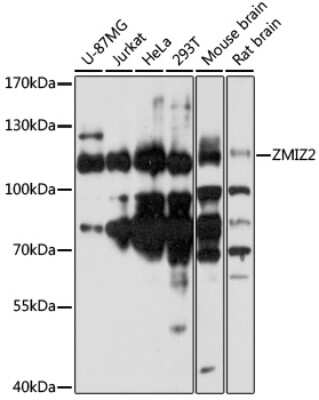 Western Blot ZMIZ2 Antibody - Azide and BSA Free