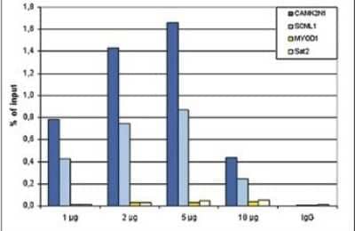 Chromatin Immunoprecipitation: ZMYM3 Antibody (C.15200016) [NBP2-59244] - ChIP was performed using HepG2 cells, the antibody against ZMYM3 and optimized PCR primer sets for qPCR. ChIP was performed with a ChIP-seq kit, using sheared chromatin from 4 million cells. A titration of the antibody consisting of 1, 2, 5 and 10 ug per ChIP experiment was analyzed. IgG (2 ug/IP) was used as negative IP control. Quantitative PCR was performed with primers near the CAMK2N1 and SCML1 promoters, used as positive controls, and for the MYOD1 gene and the Sat2 satellite repeat, used as negative controls. Figure shows the recovery, expressed as a % of input (the relative amount of immunoprecipitated DNA compared to input DNA after qPCR analysis).