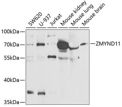Western Blot: ZMYND11 Antibody [NBP2-94400] - Analysis of extracts of various cell lines, using ZMYND11 at 1:1000 dilution. Secondary antibody: HRP Goat Anti-Rabbit IgG (H+L) at 1:10000 dilution. Lysates/proteins: 25ug per lane. Blocking buffer: 3% nonfat dry milk in TBST. Detection: ECL Basic Kit . Exposure time: 90s.