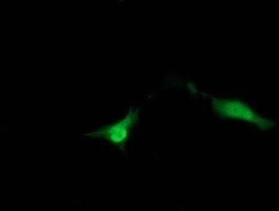 Immunocytochemistry/Immunofluorescence: ZNDR1 Antibody (OTI1G2) - Azide and BSA Free [NBP2-74930] - Analysis  of COS7 cells transiently transfected by pCMV6-ENTRY ZNRD1.