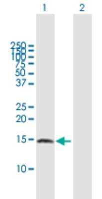 Western Blot: ZNDR1 Antibody [H00030834-B01P] - Analysis of ZNRD1 expression in transfected 293T cell line by ZNRD1 polyclonal antibody.  Lane 1: ZNRD1 transfected lysate(13.86 KDa). Lane 2: Non-transfected lysate.