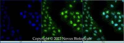Immunocytochemistry/ Immunofluorescence ZNF10 Antibody - BSA Free