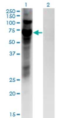 Western Blot: ZNF10 Antibody (1E1) [H00007556-M03] - Analysis of ZNF10 expression in transfected 293T cell line by ZNF10 monoclonal antibody (M03), clone 1E1. Lane 1: ZNF10 transfected lysate (Predicted MW: 66.5 KDa). Lane 2: Non-transfected lysate.