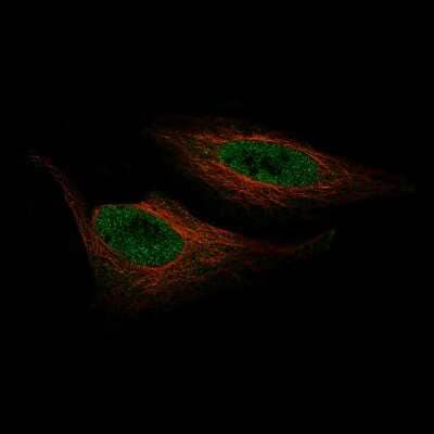 Immunocytochemistry/Immunofluorescence: ZNF10 Antibody (CL9744) [NBP2-88939] - Staining of HeLa cells using the Anti-ZNF10 monoclonal antibody, showing specific staining in the nucleoplasm in green. Microtubule- and nuclear probes are visualized in red and blue, respectively (where available).