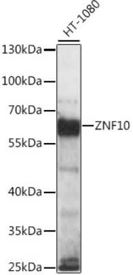 Western Blot: ZNF10 Antibody [NBP2-93518] - Analysis of extracts of HT-1080 cells, using ZNF10 at 1:1000 dilution.Secondary antibody: HRP Goat Anti-Rabbit IgG (H+L) at 1:10000 dilution.Lysates/proteins: 25ug per lane.Blocking buffer: 3% nonfat dry milk in TBST.Detection: ECL Basic Kit .Exposure tim