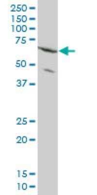 Western Blot ZNF133 Antibody (1C6) - Azide and BSA Free